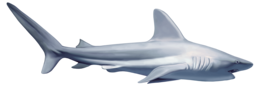 animals & sharks free transparent png image.