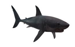 animals & sharks free transparent png image.