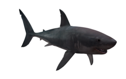 animals & Sharks free transparent png image.