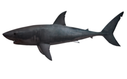 animals & Sharks free transparent png image.