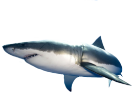 animals & sharks free transparent png image.