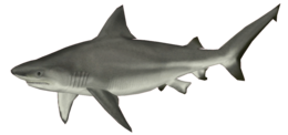 animals & sharks free transparent png image.