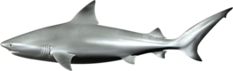 animals & Sharks free transparent png image.