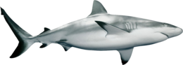 animals & Sharks free transparent png image.