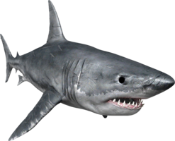 animals & sharks free transparent png image.