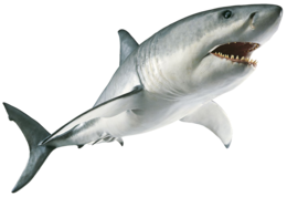 animals & sharks free transparent png image.