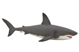 animals & Sharks free transparent png image.