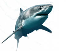 animals & Sharks free transparent png image.