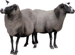 animals & sheep free transparent png image.