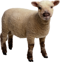 animals & Sheep free transparent png image.