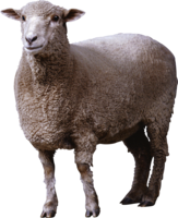 animals & Sheep free transparent png image.