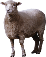 animals & sheep free transparent png image.