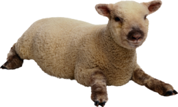 animals & sheep free transparent png image.