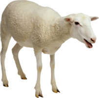 animals & Sheep free transparent png image.