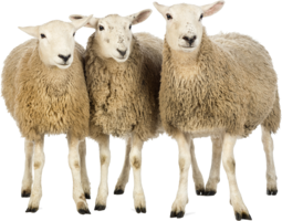 animals & sheep free transparent png image.