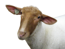 animals & sheep free transparent png image.