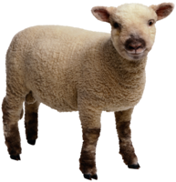 animals & sheep free transparent png image.