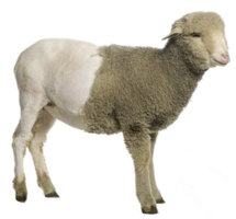 animals & Sheep free transparent png image.