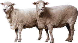 animals & Sheep free transparent png image.