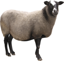 animals & Sheep free transparent png image.