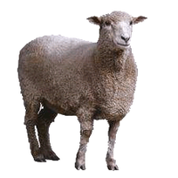 animals & Sheep free transparent png image.