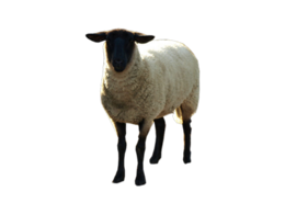 animals & sheep free transparent png image.