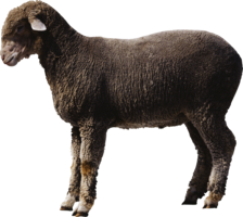 animals & sheep free transparent png image.