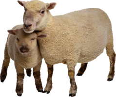 animals & Sheep free transparent png image.