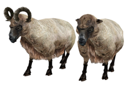 animals & Sheep free transparent png image.