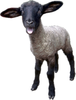 animals & Sheep free transparent png image.