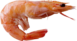 animals & shrimps free transparent png image.