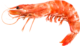 animals & Shrimps free transparent png image.