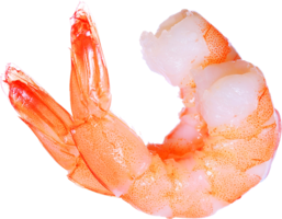 animals & shrimps free transparent png image.