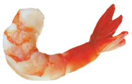 animals & shrimps free transparent png image.