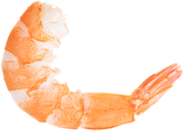 animals & Shrimps free transparent png image.