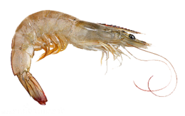 animals & shrimps free transparent png image.