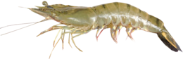 animals & Shrimps free transparent png image.