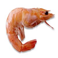 animals & shrimps free transparent png image.