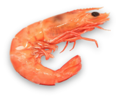 animals & shrimps free transparent png image.