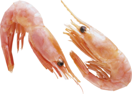 animals & shrimps free transparent png image.