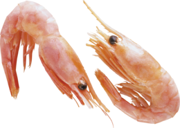 animals & Shrimps free transparent png image.