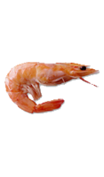 animals & shrimps free transparent png image.