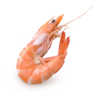 animals & Shrimps free transparent png image.