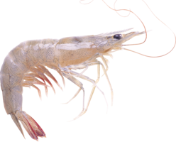 animals & shrimps free transparent png image.