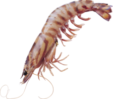 animals & Shrimps free transparent png image.