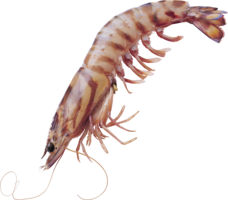 animals & shrimps free transparent png image.