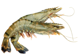 animals & Shrimps free transparent png image.