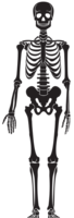 people & skeleton free transparent png image.