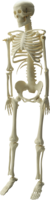 people & Skeleton free transparent png image.