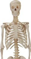 people & skeleton free transparent png image.